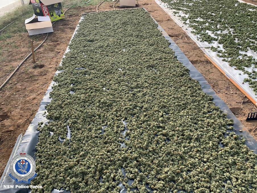 SEIZED: Strike force detectives seized cannabis worth nearly $10 million at a property at Ballimore in April this year. Photo: NSW POLICE