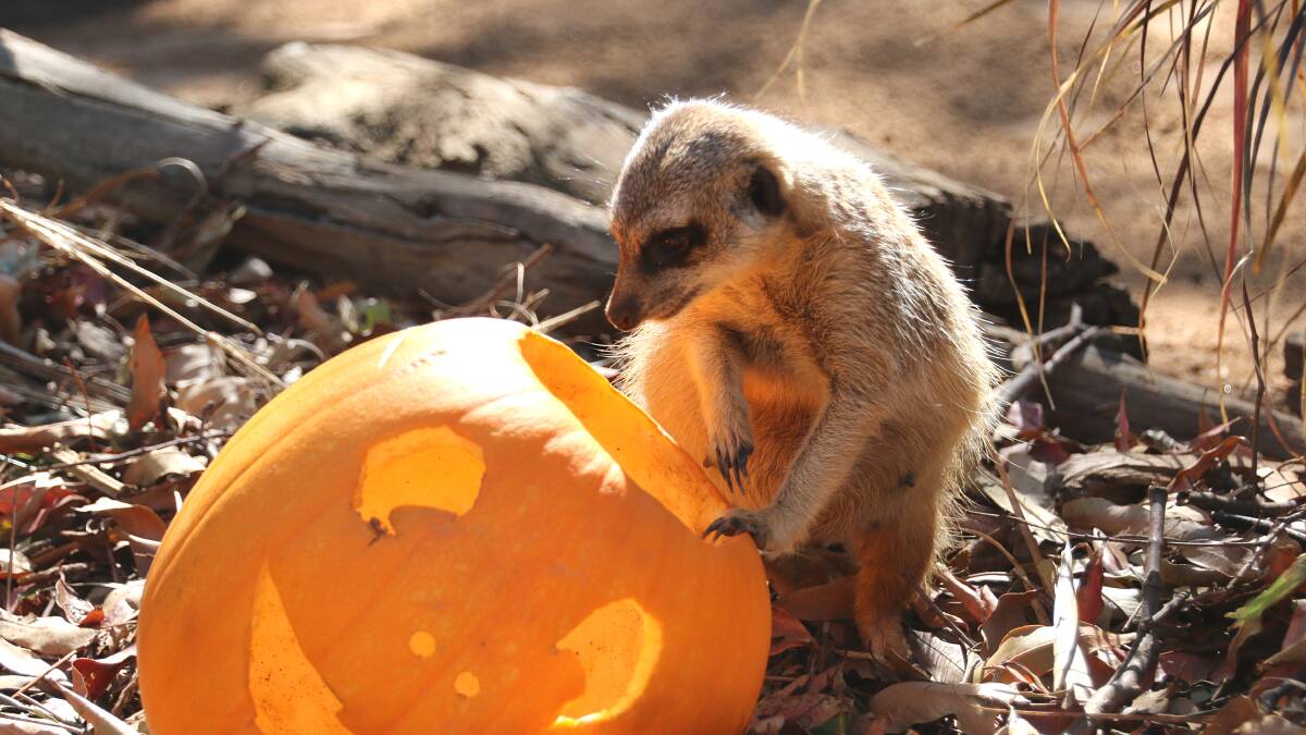 Boo! Zoo animals to join in the Halloween fun at new event