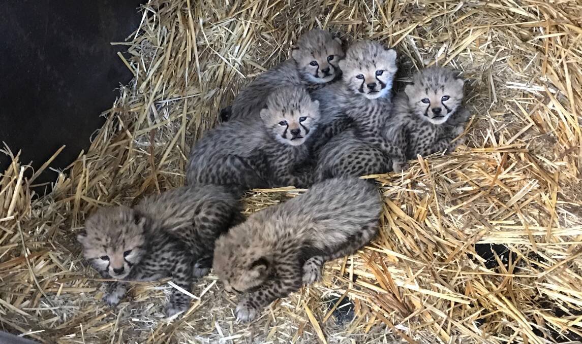 BABY: The six new cheetah cubs born at Taronga Western Plains Zoo. 
