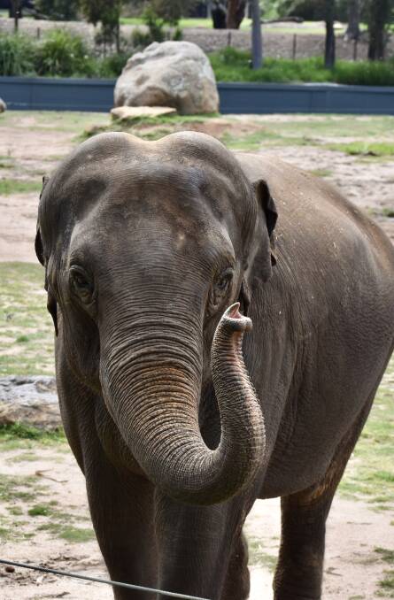 Anjalee arrived by air from Auckland Zoo in March. Picture by Elephant Keeper Grace Humphrey.