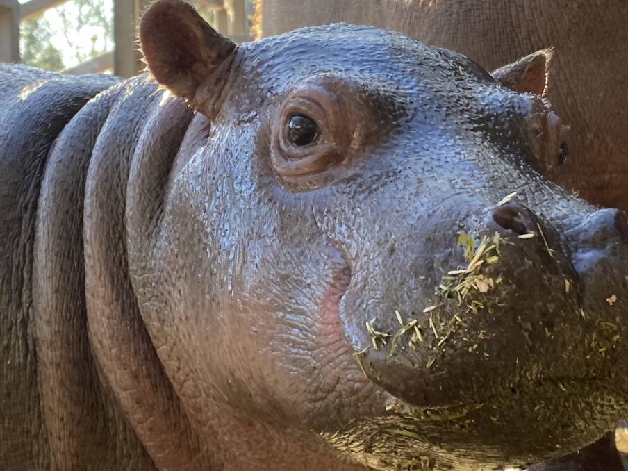 BABY: Kani the Hippo calf. 