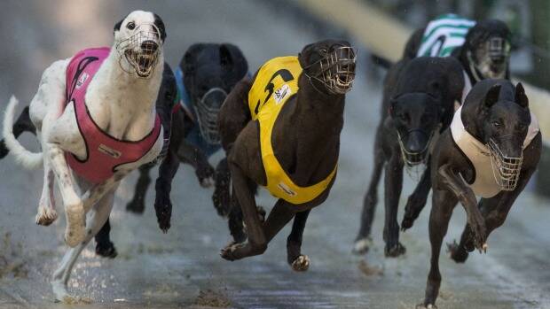 NSW to ban greyhound racing