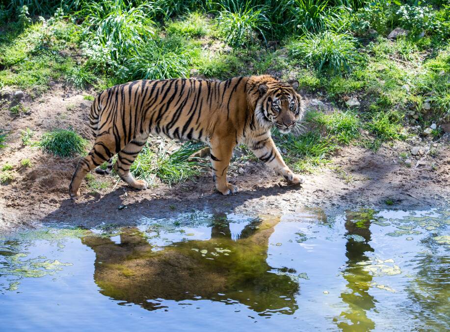 DIFFICULT FUTURE: One of three Sumatran Tigers at Taronga Western Plains Zoo. Photo: CONTRIBUTED