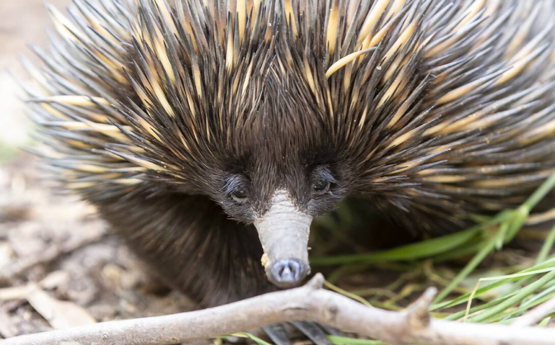 BABY: The Echidna puggle has been named Dhulu. Photo: CONRTIBUTED