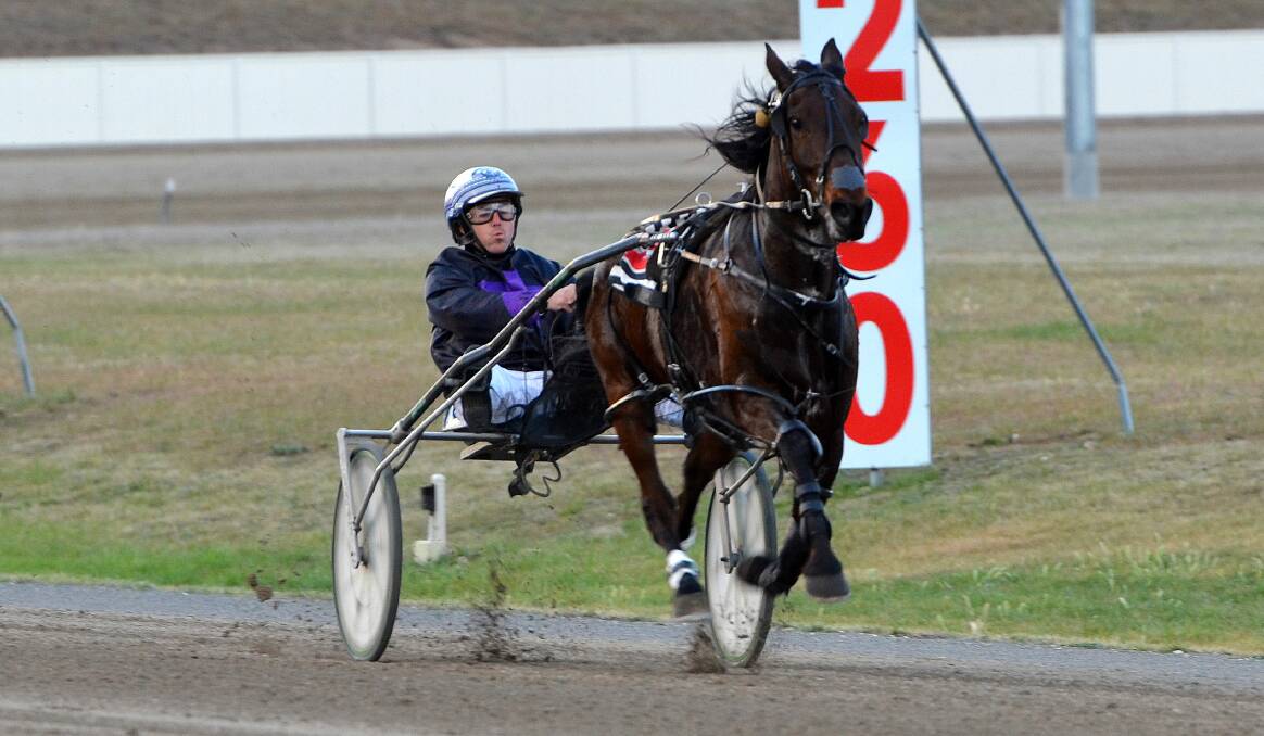 FLYING: Joeylew, with John O'Shea in the gig, left his rivals in his wake at the Bathurst Paceway on Wednesday. Photo: ANYA WHITELAW