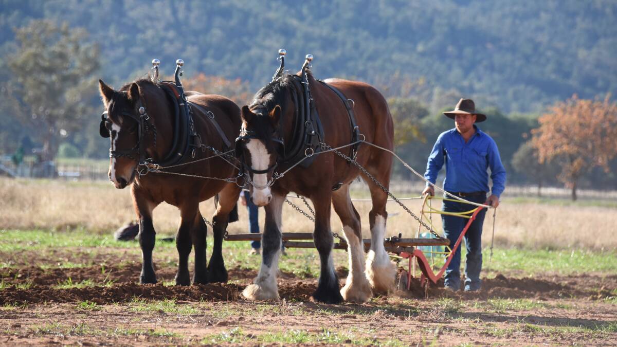 Golden Plough: Cowra's Jason Gavenlock and his Australian draught horses in 2019. Photo: File