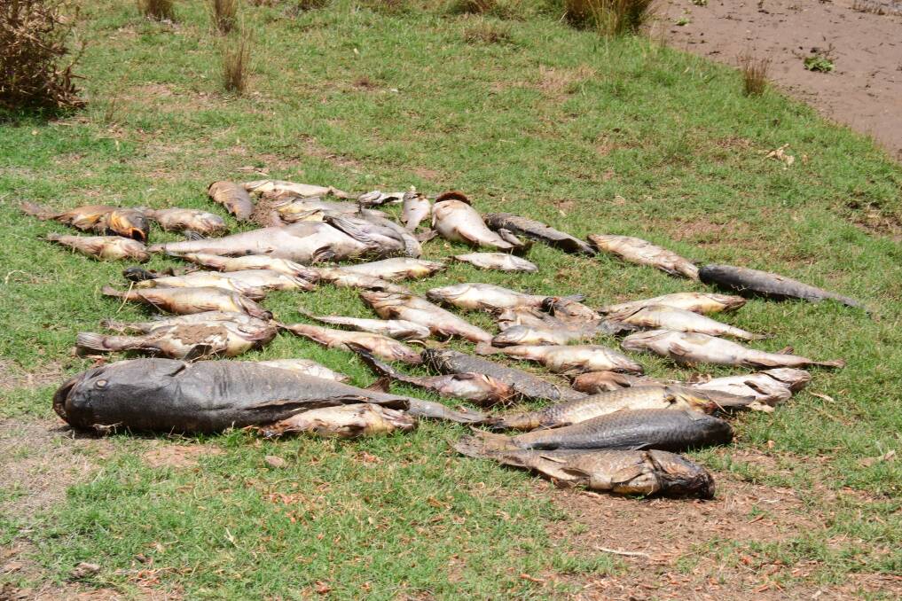 SAD SIGHT: Some of the dead fish found after a massive Dubbo fish kill event last week. Photo: BELINDA SOOLE