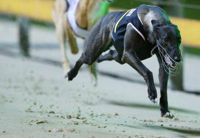 SAFETY DEBATE: A Greyhound Racing NSW spokesperson said there was 