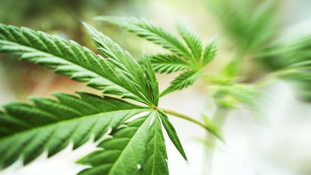 Why Dubbo's deputy mayor backs cannabis law change