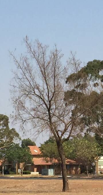 SAD SIGHT: A dead tree on the Mitchell Highway near Orana Mall.
