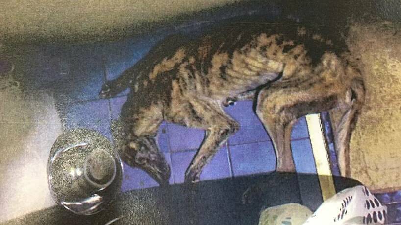 NEGLECTED: The greyhound police discovered in Shane Polson's bathroom. Photo: SUPPLIED