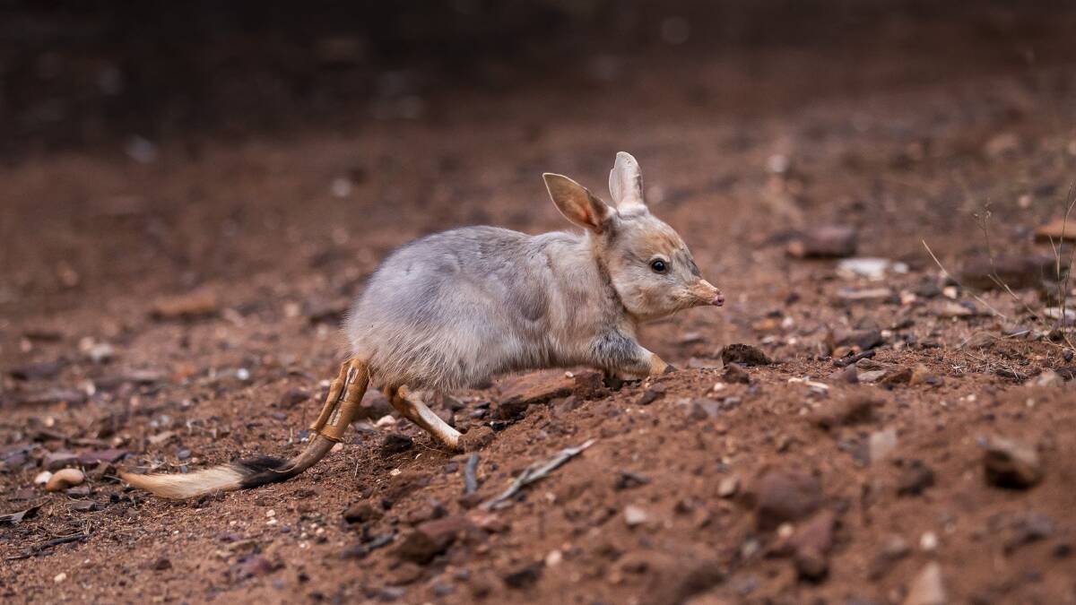 RARE: A Greater Bilby. Photo: CONTRIBUTED