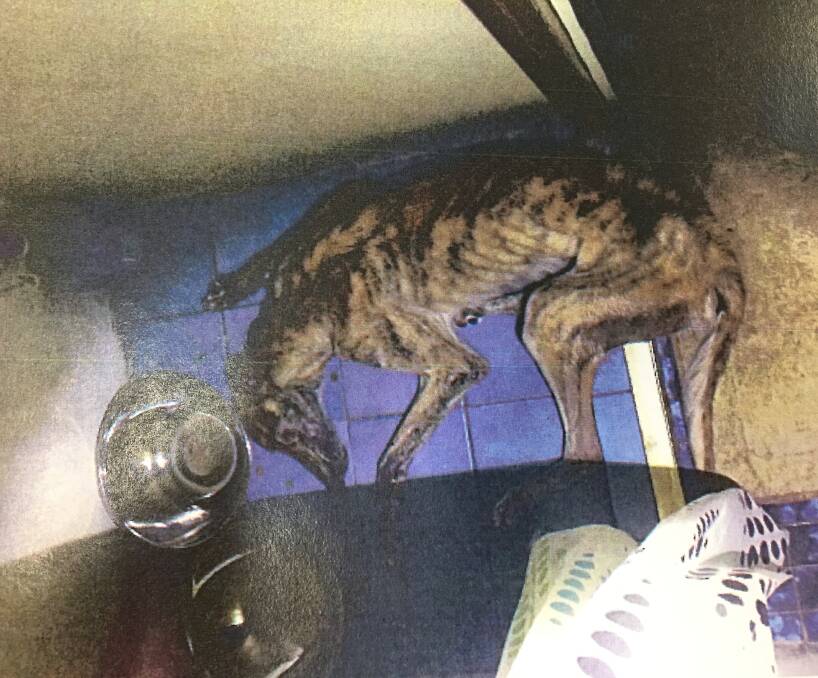 DYING: The three-year-old greyhound as police discovered her on Shane Polson's ensuite bathroom floor. Photo: SUPPLIED