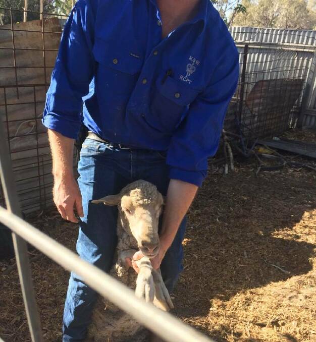 ALLEGEDLY STOLEN: Sheep seized from the property. Photo: NSW POLICE