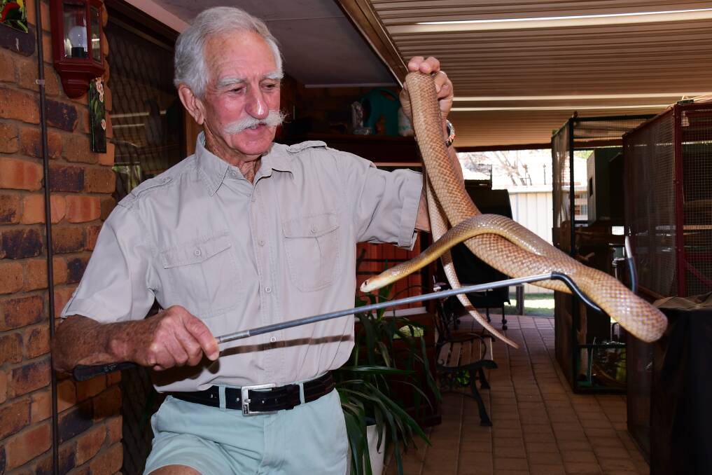 NO FEAR: Paul Kirk with one of his most dangerous snakes. Photo: AMY McINTYRE