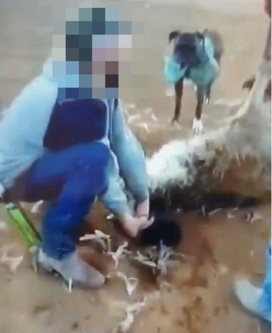 DISTRESSING: Schultz tearing feathers off the emu. Photo: NSW POLICE