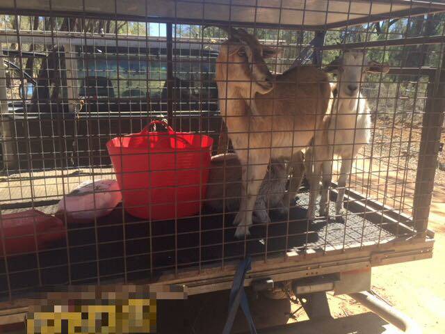 TAKEN: Goats stolen from a Dandry property. Photo: NSW POLICE.