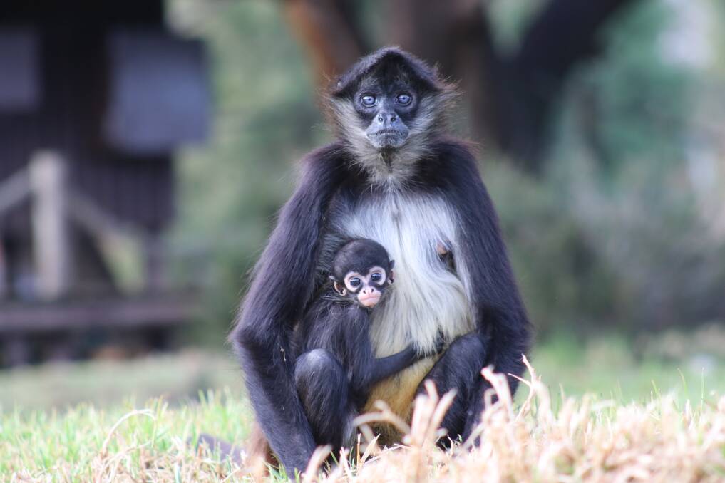 BEAUTIFUL CREATURES: Spider monkeys at a zoo in Dubbo are popping out babies. Photo: TARONGA WESTERN PLAINS ZOO