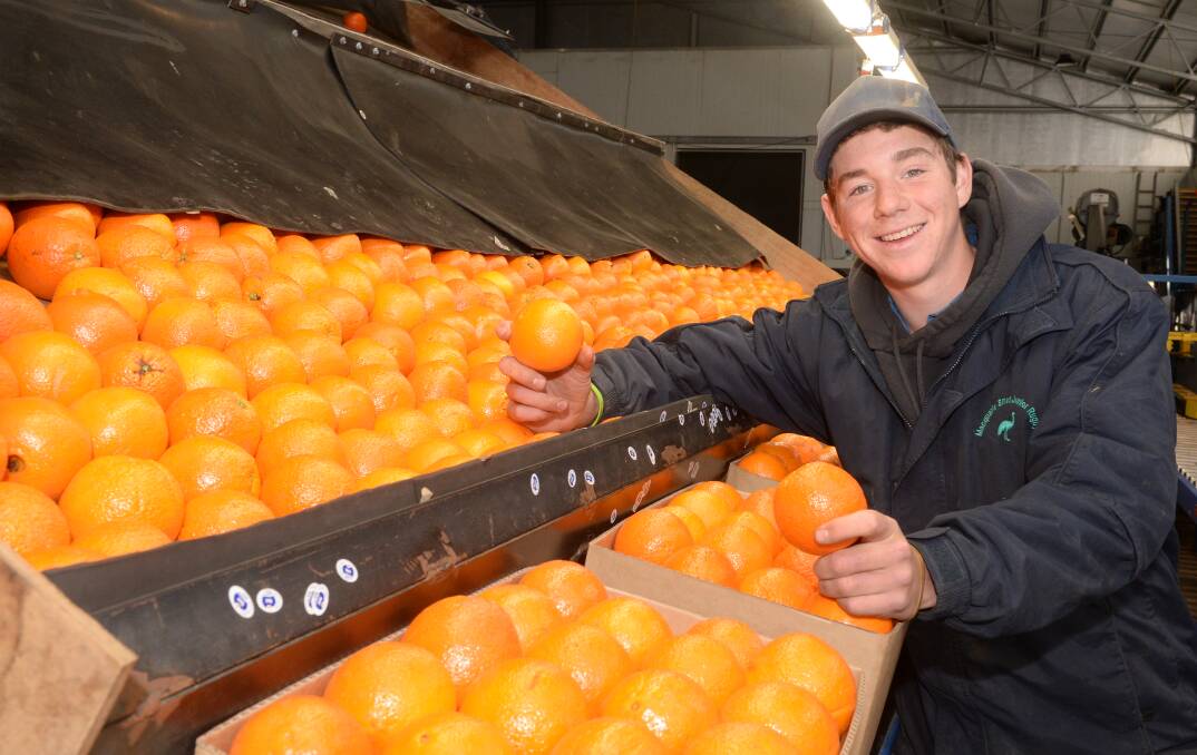 Working on the sorting tray checking for blemishes at Mumble Peg orange orchard packinghouse is Harry Robertson, Narromine.
