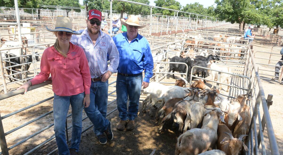 Jas Newton with George and Rob Harris, Bangalay North, Coonabarabran, with first-cross billies at $116.