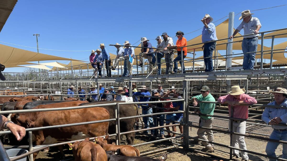 Christie and Hood's Bill Tatt sells this draft of cows and two-month-old calves on account of Waterloo Partnership, Narromine, for $2590 a unit at Dubbo store sale last Friday.