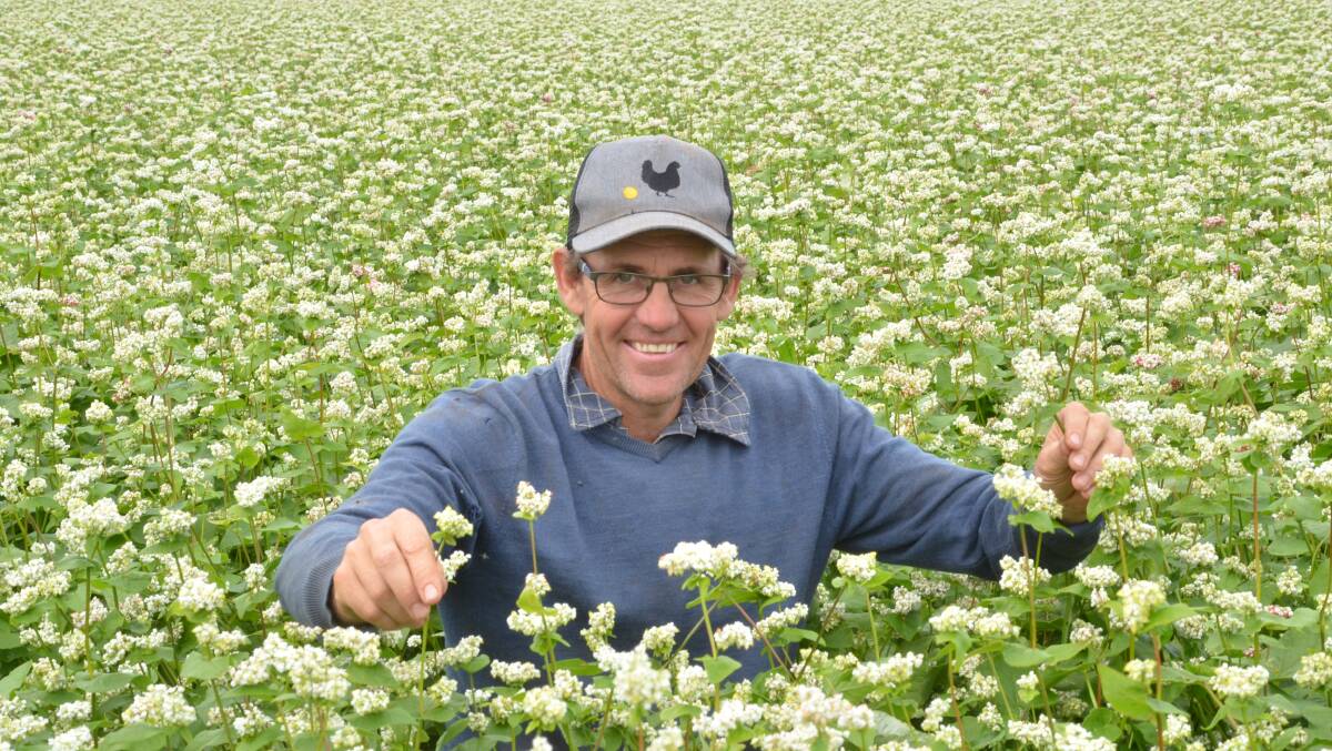 The Maurice family's 40 hectare buckwheat crop will be harvested before the end of April after 200 millimetres of rain. Angus Maurice is pictured among the fast-growing crop sown in the third week of February.