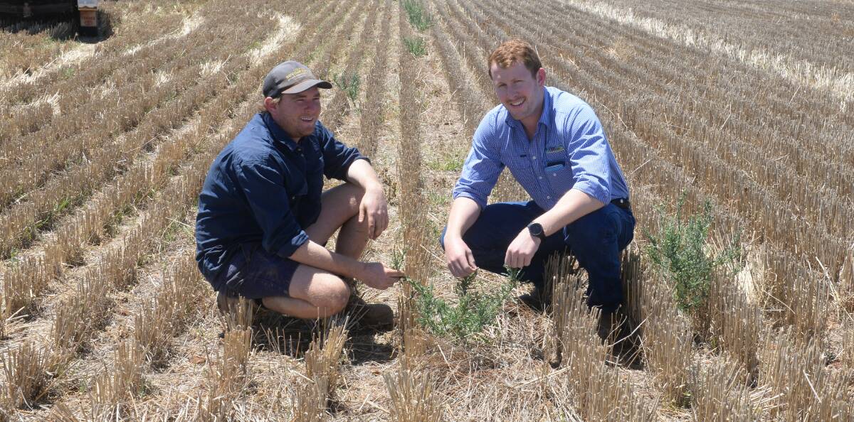 WEEDS GROWING AT FAST RATE THROUGH PARKES AND PEAK HILL FARMS: Mathew Barklimore inspects fleabane with AgriWest Rural Parkes agronomist Harry Middlebrook, at Keilor, Parkes.