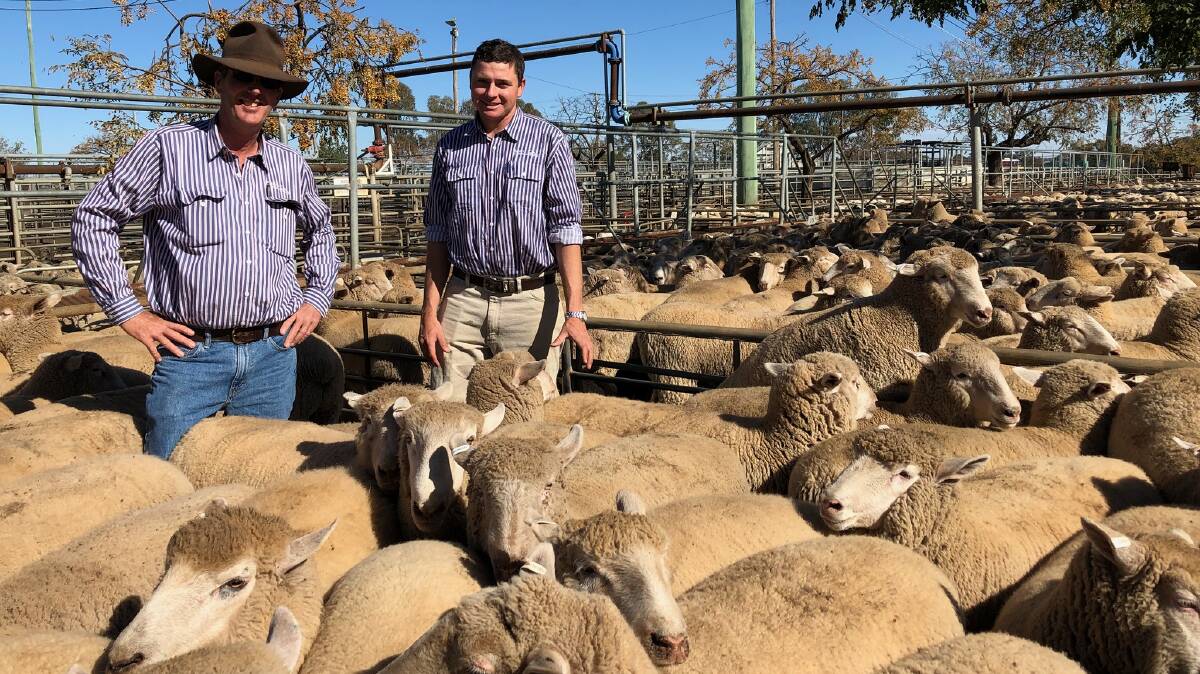 Selling agents Ross Plasto and Aaron O'Leary of Plasto and Company, Wellington, with the national record $286.20 a head pen of 211 heavy-weight second-cross lambs by Poll Dorset sires sold at Dubbo sheep and lamb sale this morning, bred and offered for Adam and Natasha Whillock, "Haddington", Wellington. Photo. Dubbo Stock and Station Agents' Rebecca Sharpe.