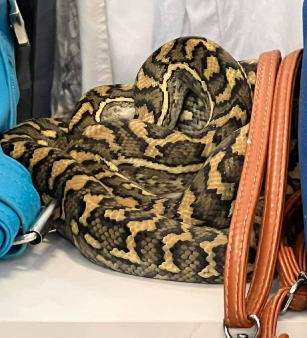 A carpet snake has nestled itself among handbags at a Capalaba op-shop. Picture supplied