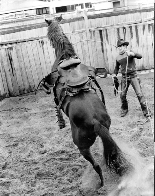 ON THE JOB: Horse breaker Max Crockett is pictured working with the yearling filly by Dignitas (US) from Rifted Could at the Newmarket stables at Randwick in the 1970s. Photo: AAP