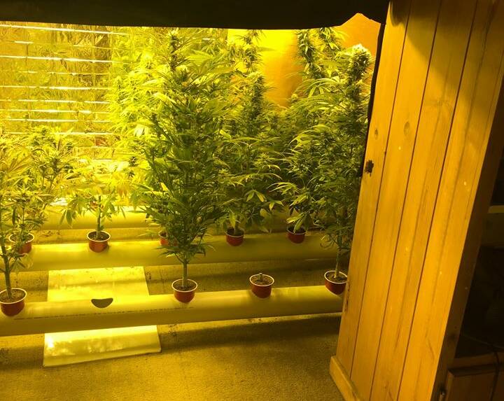 RAID: Another image of the plants seized by Orana Local Area Command officers. Photo: NSW POLICE