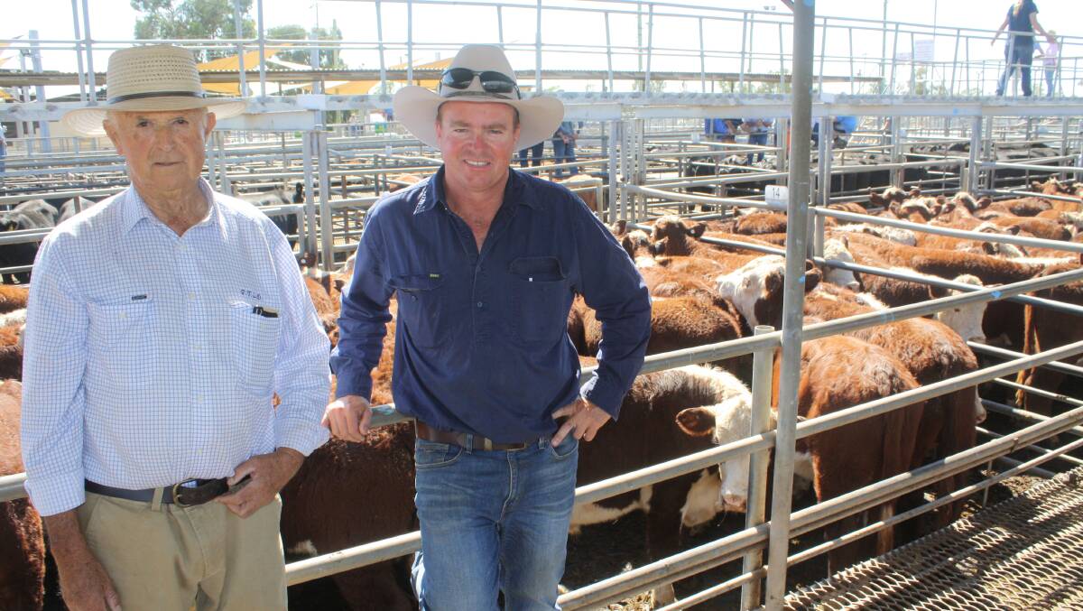 BIG YARDINGS: John Shadwell with Greg Radford at the Dubbo Regional Livestock Market last week. Photo: REBECCA SHARPE