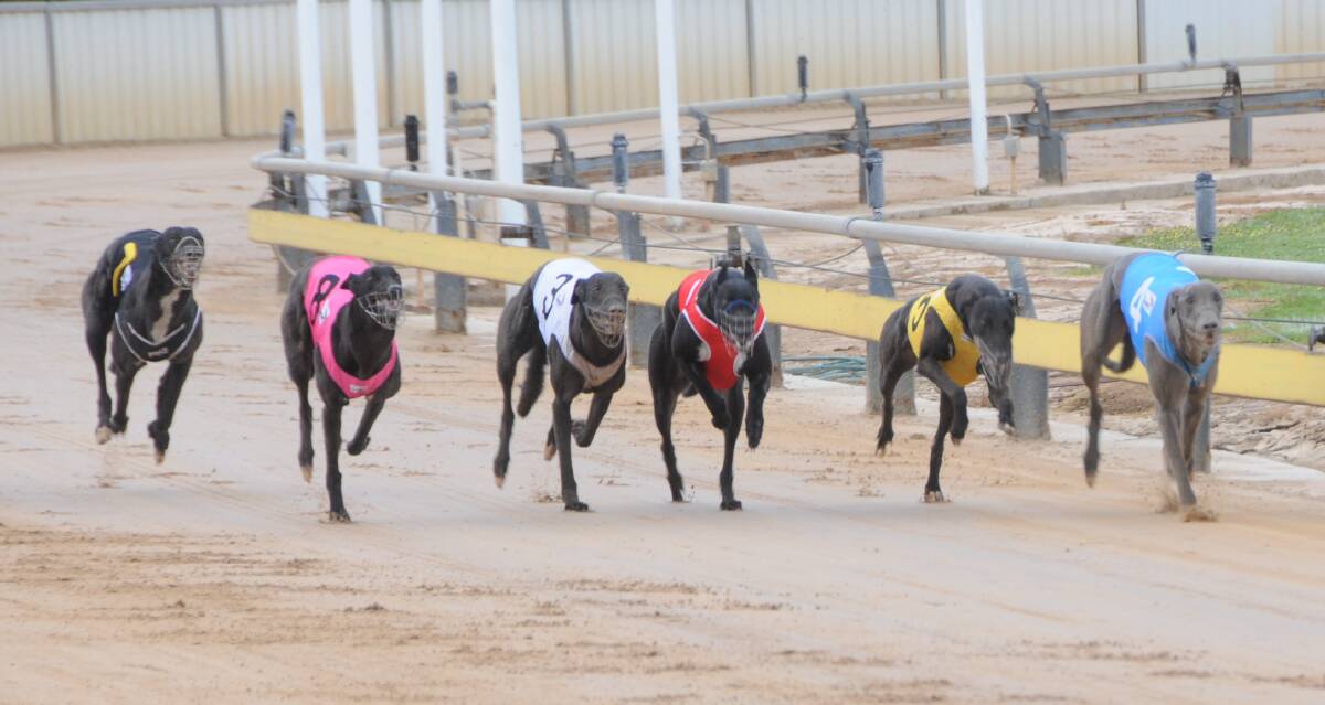 CHASING HARD: Greyhounds thunder down the home straight at Dawson Park on Thursday. Photo: BEN WALKER