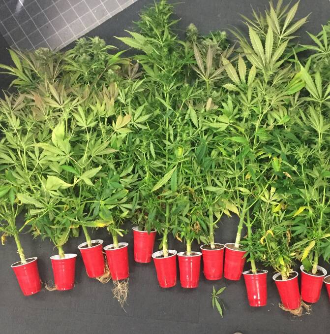 SEIZED: Plants removed from a house at Wellington on Thursday. Photo: NSW POLICE