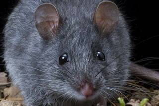 A mouse, like the millions that invaded homes, farms and businesses sparking the Mouse Plague Rebate, which the woman made a false claim for. File picture
