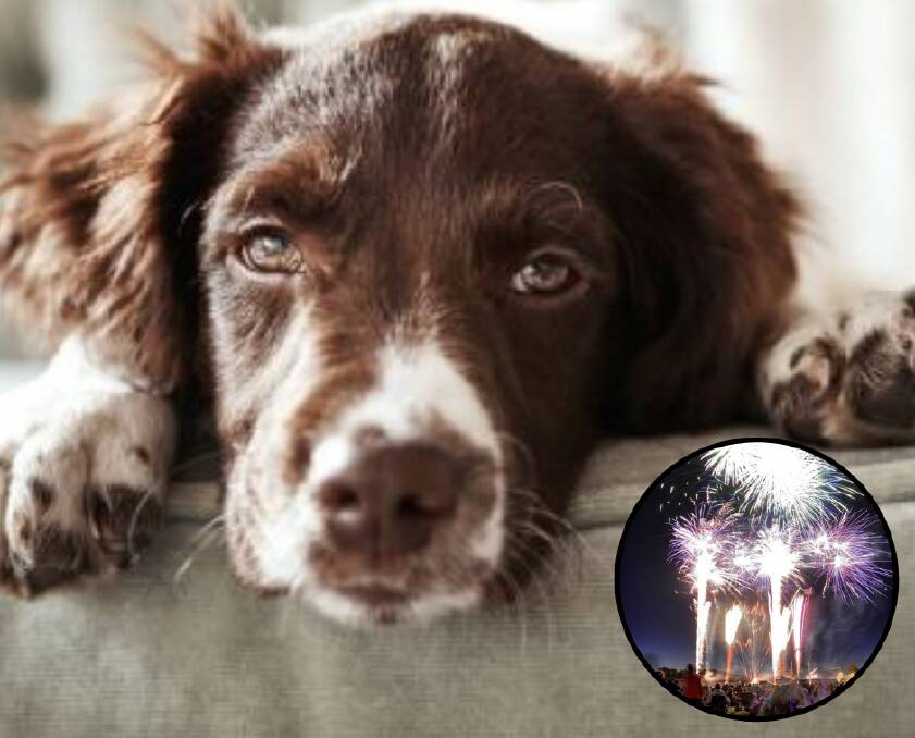 PET SAFETY: Dogs' sensitive hearing make them prone to panicking during fireworks. 