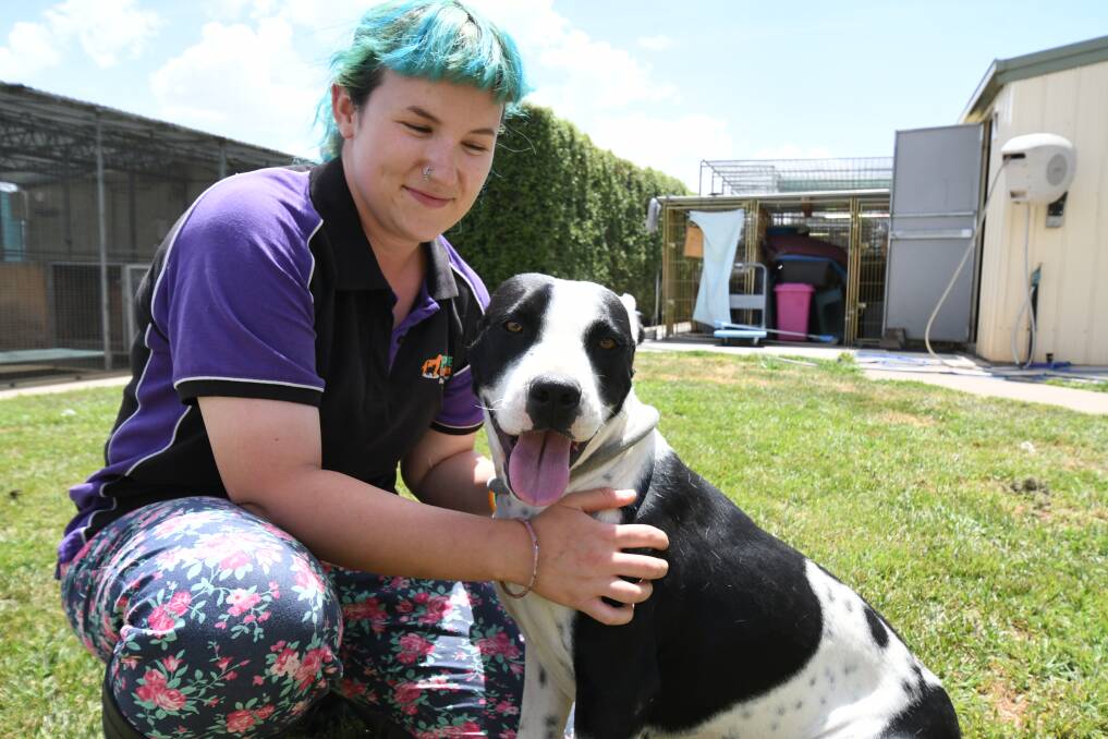 DESPERATE SEARCH TO FIND A HOME: Petcare Extraordinaire employee Nic Woodforth with Marnie who has won the hearts of all the workers. Photo: JUDE KEOGH