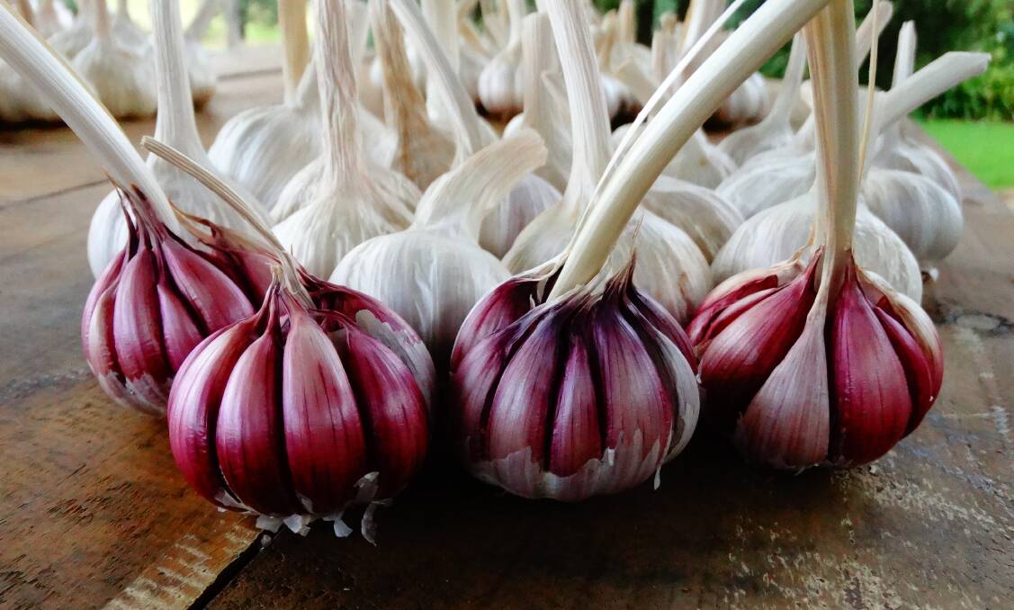 EXPLOSIVE: Some of the Dynamite Purple garlic produced at Pinerock Garlic. 