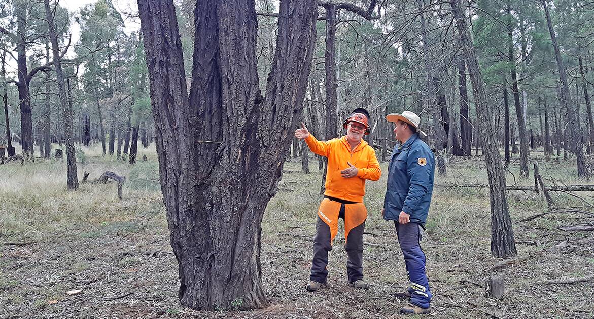 ADVANCED TREE FELLING: TAFE NSW teacher Richard Sears and NPWS field officer Josh Botten. Richard says specialised training in advanced chainsaw skills is essential for NPWS staff who work in our harsh conditions.