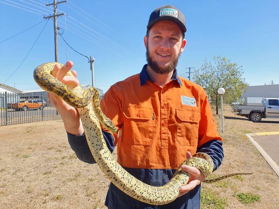 Slithering in: WIRES snake handler Jacob McGoldrick is expecting a long and busy season as the reptiles come out early on the hunt for water and food. Photo: CHRIS BATH