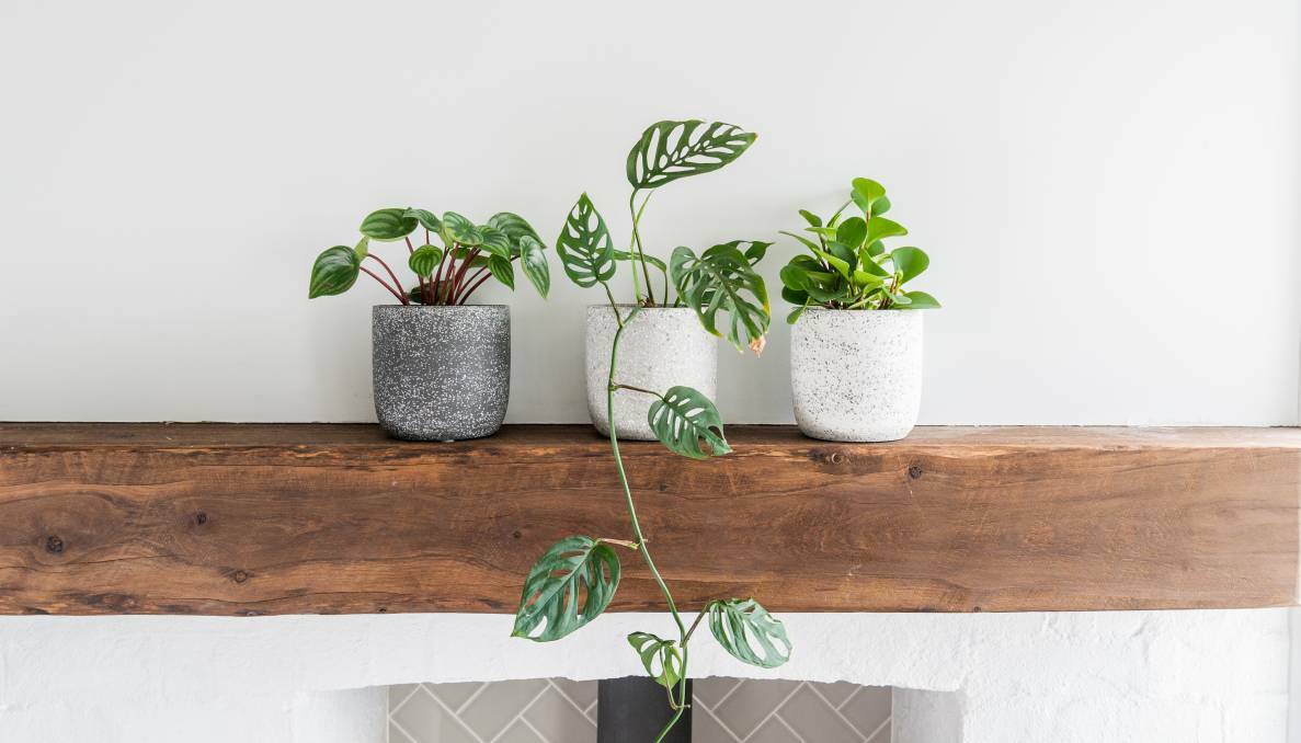 NO GREEN THUMB NECESSARY: Your indoor plant requires the right amount of water, fertilizer, light and a little bit of TLC. Photo: File