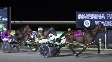 GOING ONE BETTER: Yarraman Bella extends away from her rivals to take out the Riverina Championships Mares Final on Saturday night. Picture: Madeline Begley