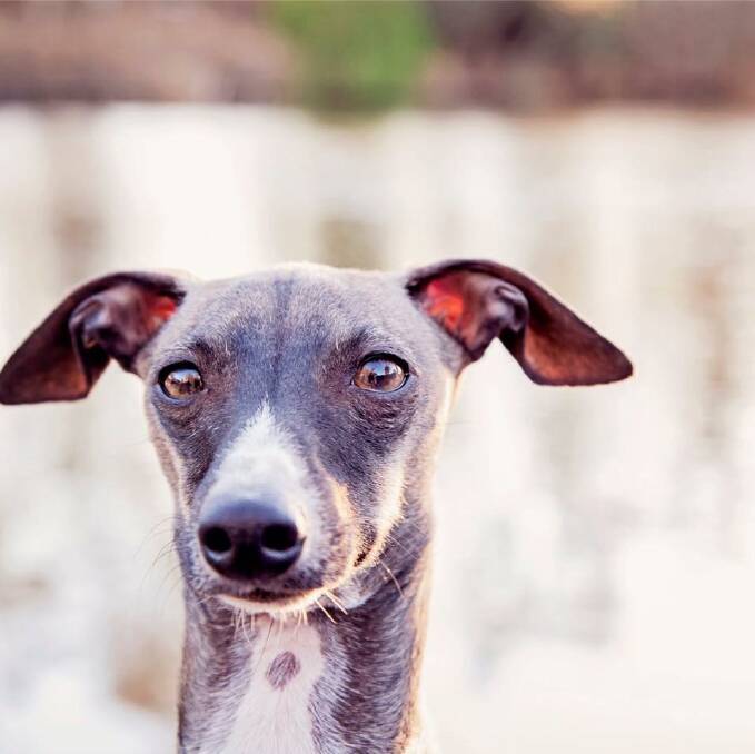 BRINGING DARWIN HOME: Dubbo family are "desperate" to find Darwin, their beautiful pet Italian Greyhound. Photo: SUPPLIED. 