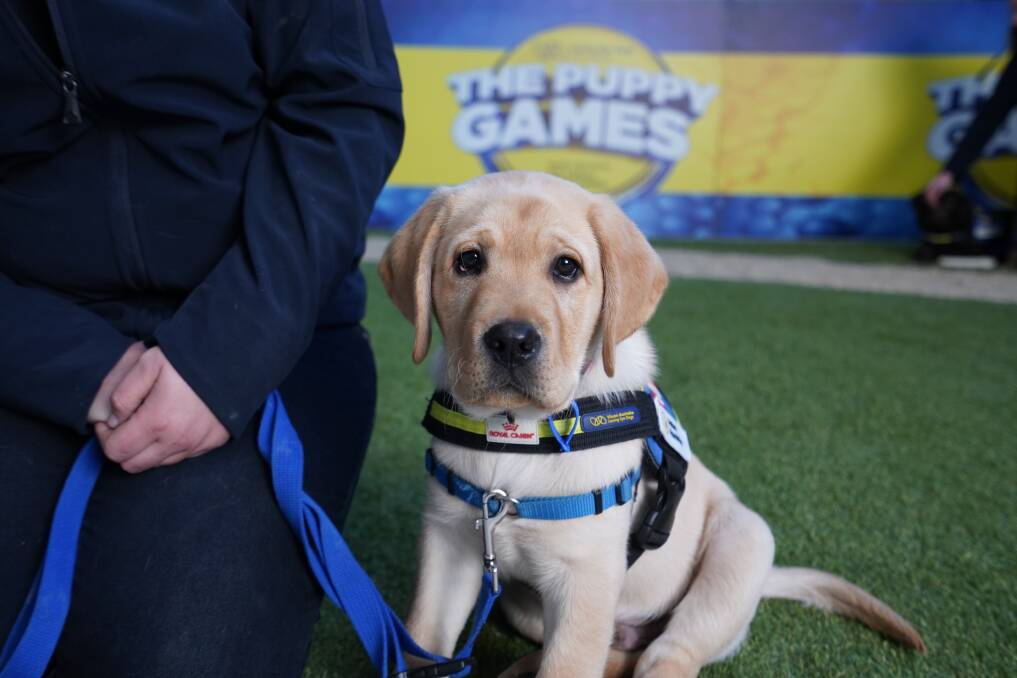NEW RECRUITS: Dubbo Petbarn has raised more than $3,500 for Seeing Eye Dogs. Photo: CONTRIBUTED. 