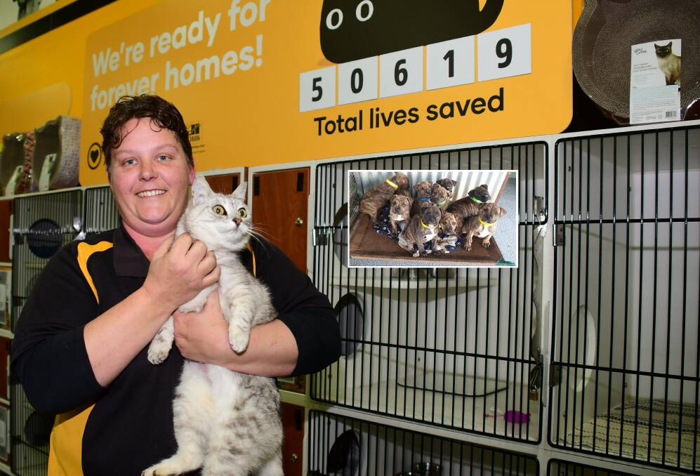 PUUUUURFECT: Petbarn Dubbo store manager Renay Armstrong with Nevada.Insert: Baylee and his siblings. Photo: BELINDA SOOLE.