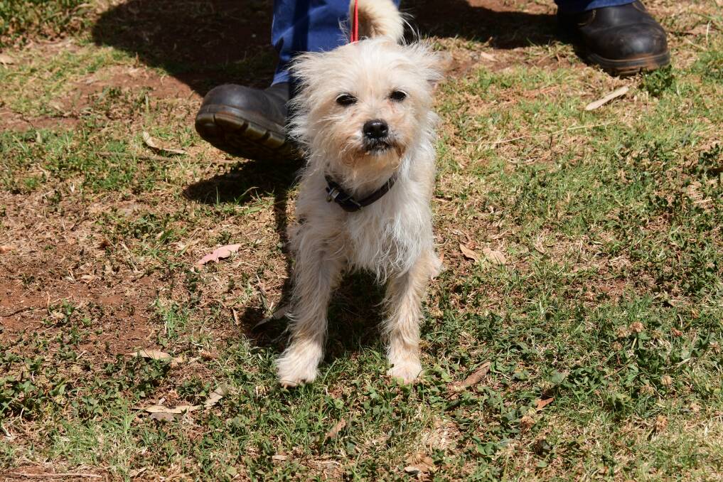 MEET TINY: Tiny is waiting at the Dubbo City Animal Shelter for someone to adopt her. Photo: BELINDA SOOLE.