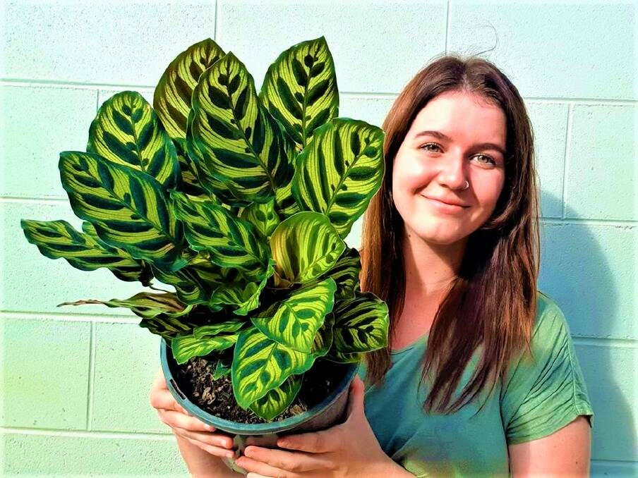 POWER OF PLANTS: Western Jungle Co. owner Chelsea Stevens urges residents to utilise plants. Photo: CONTRIBUTED. 