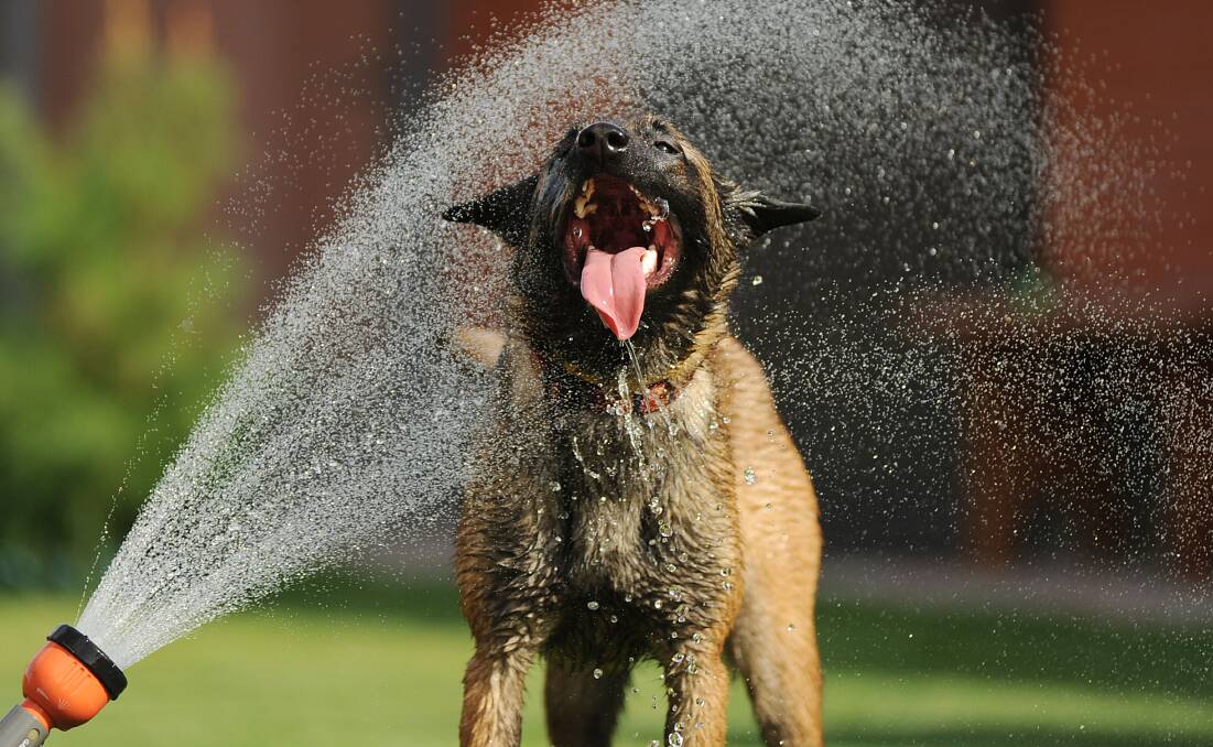 Pet owners warned of potential dangers of looming heatwave
