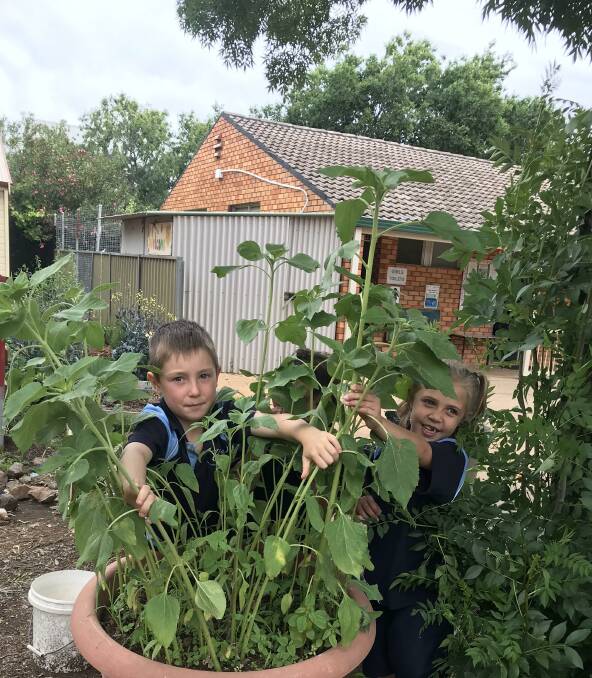 EXCITEMENT OVERLOAD: Students from Wellington Public School enjoy another year of the Kitchen Garden Program. Photo: CONTRIBUTED. 