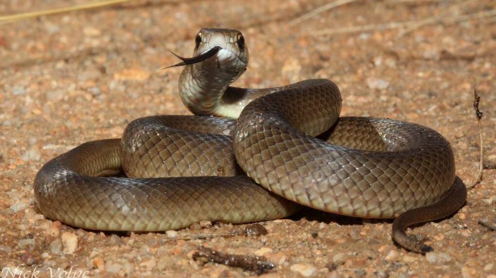 DECREASE IN SIGHTINGS: Snake handler Stephen Thomson said residential snake sightings have descreased. Photo: FILE. 